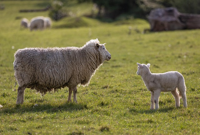 Irish sheep farm hills about page ethical wool production