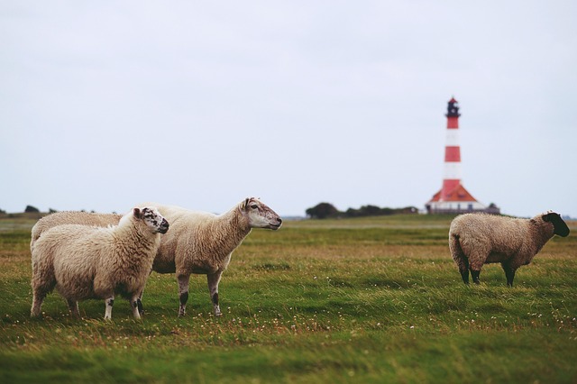 Irish sheep flock photo grazing calm animals pasture