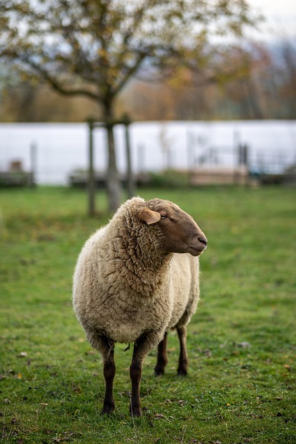 Irish pasture hedgerow biodiversity sheep farm sustainability