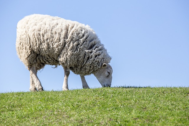 close-up sheep wool fleece Irish farm shearing season